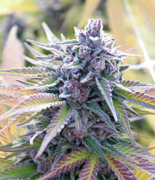 Is there such thing as a Purple OG strain?