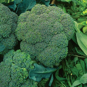 Broccoli - Waltham - 1lb (seed)