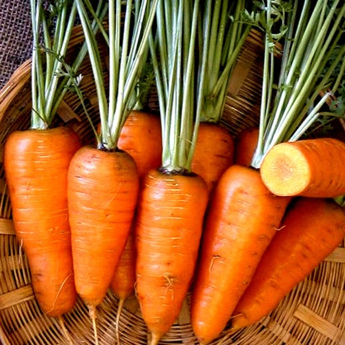 Seeds Of Change™ Red Core Chantenay Carrot